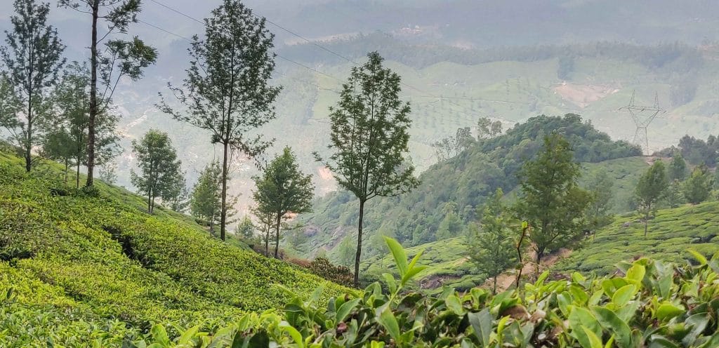 Munnar-plantheunplanned-3