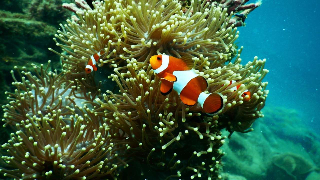 Andaman & Nicobar Island Tour