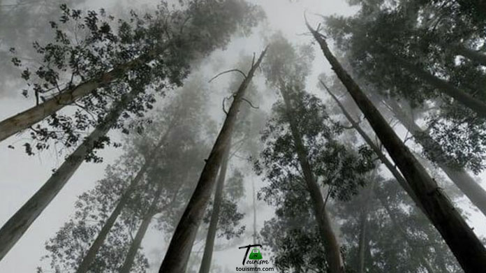 Pine Forest Trek Kodaikanal Plan The Unplanned